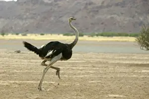 Ostrich. Namibia