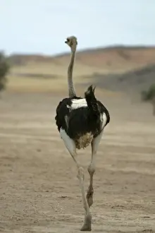 Ostrich. Namibia