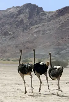 Ostrich. Namibia