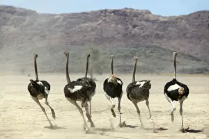 Ostrich. Namibia
