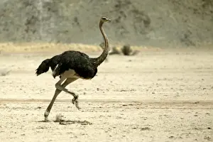 Ostrich. Namibia