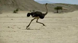 Ostrich. Namibia
