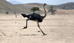 Ostrich. Namibia