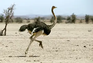 Ostrich. Namibia