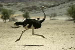 Ostrich. Namibia