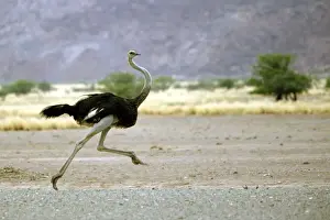 Ostrich Namibia