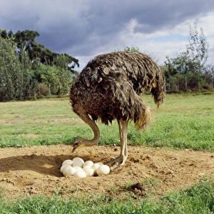 Ostrich - at nest with eggs Ostrich - at nest with eggs