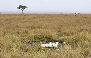 Images Dated 30th September 2007: Ostrich - nest - Masai Mara Triangle - Kenya