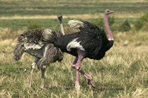Images Dated 20th August 2003: Ostrich Pair