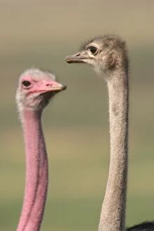 Ostrich - Pair, close-up of heads