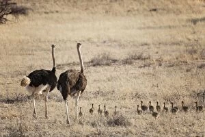 Images Dated 22nd August 2010: Ostrich - pair (male on the left) with chicks