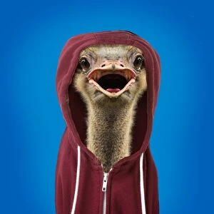 Ostrich portrait wearing a hoodie, open mouth Digital