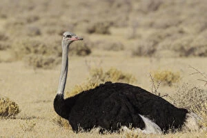 Attentive Gallery: Ostrich - resting male - Etosha National Park, Namibia