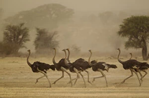 Ornithology Gallery: Ostrich - running females as a sandstorm approaches