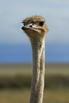 Ostrich (Struthio camelus), Etosha National