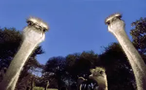Funny Prints: Ostriches CRH 916 M Inquisitively looking into camera - Maun Ostrich Farm