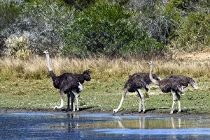 Ostriches drinking at pan