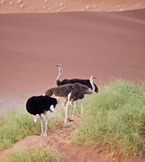 Australis Gallery: Ostriches in the dunes at Sossusvlei, Namib-Nauklift