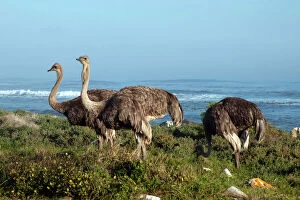 Ostriches foraging in fynbos by coast