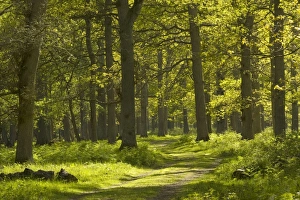 Images Dated 24th May 2007: Ottenby Lund Forest, Oland, south Sweden. Ancient broadleaved oak-dominated forest