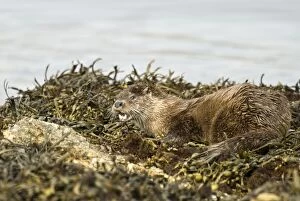 Otter - Alert posture amongst seaweed and rocks