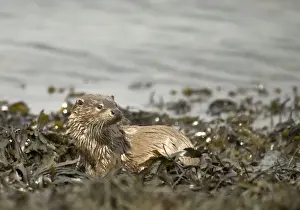 Mull Prints: Otter - On coast in seaweed - Isle of Mull - Scotland
