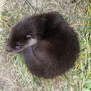 Curled Up Prints: Otter - cub curled up on ground