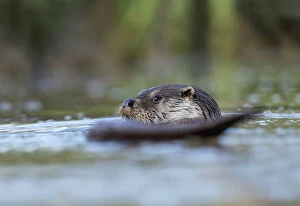 Otter - Devon - UK