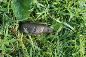 Faeces Prints: Otter dropping