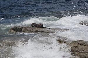 Images Dated 13th June 2013: Otter - eating crab on shoreline
