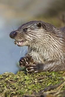 Images Dated 24th February 2013: Otter - feeding - controlled conditions