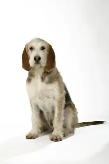 Otter Hound puppy - 6 months
