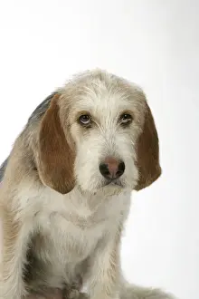 Otter Hound puppy - 6 months