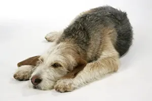 Otter Hound puppy - 6 months, lying down