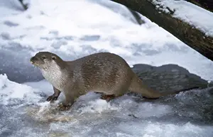 Otter - on ice