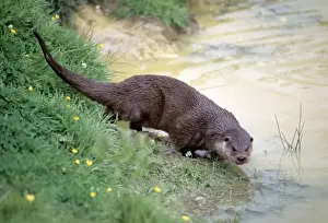 Otters Prints: Otter JD 12455 Lutra lutra - on river bank © John Daniels ARDEA LONDON