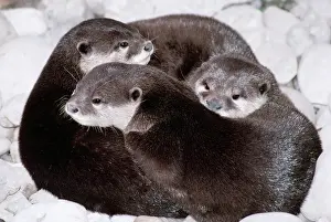 Otters Prints: Otter KEL 1085 Asian Small Clawed