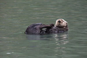 Otter, Kodiak Island, Alaska
