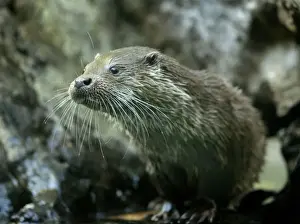 Fish Eater Prints: Otter (Lutra lutra) hunting