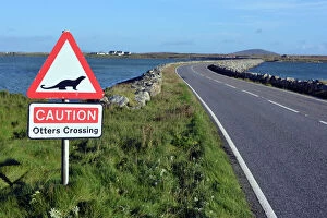 Scotland Gallery: Otter, Road sign warning of otter crossing causeway