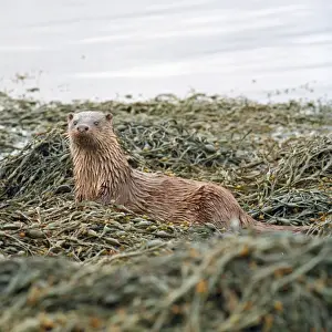 Otter Scottish coast