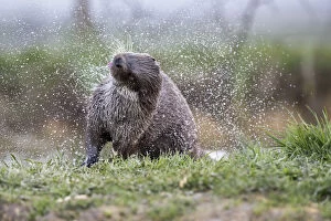 Otter - Shaking - Devon - UK