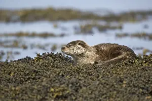 Mull Prints: Otter - Sitting on seaweed covered rocks - Isle of Mull - Scotland