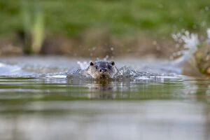 Otter - Swimming - Devon - UK