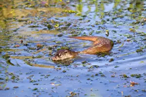 Otter - swimming - UK