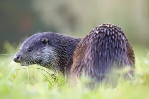 Images Dated 4th December 2012: Otter