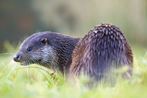Images Dated 4th December 2012: Otter