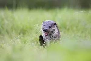 Images Dated 23rd September 2012: Otter
