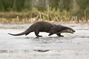 Otter - walking on ice