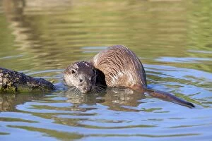 Images Dated 22nd September 2012: Otter - in water